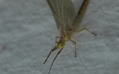 Potamanthus luteus