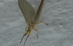 Potamanthus luteus