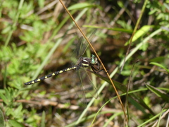 Cordulegaster bilineata