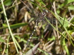 Cordulegaster bilineata