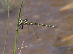 Cordulegaster bilineata