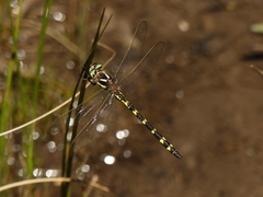 Cordulegaster bilineata