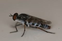 Ozodiceromyia notata