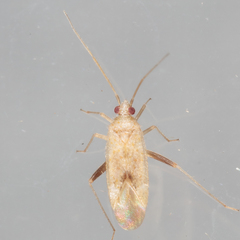 Orthotylinae