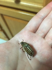 Anoxia australis