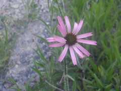 Echinacea tennesseensis