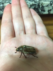 Anoxia australis