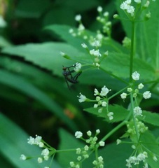 Empis clausa