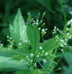 Empis clausa