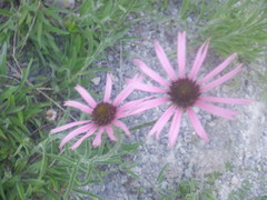 Echinacea tennesseensis