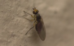 Cerodontha denticornis