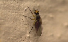 Cerodontha denticornis