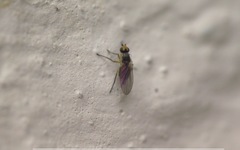 Cerodontha denticornis