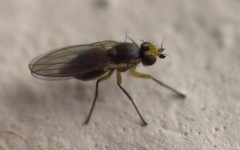 Cerodontha denticornis