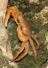 Geograpsus crinipes