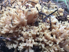 Ramaria magnipes