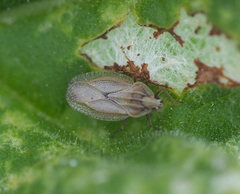 Elasmotropis testacea