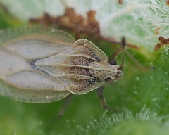 Elasmotropis testacea