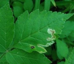 Phytomyza spondylii group