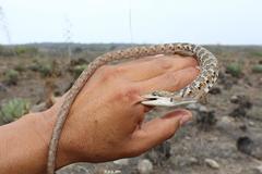 Gerrhonotus liocephalus