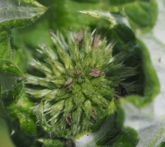 Elasmotropis testacea