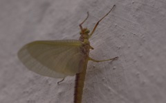 Potamanthus luteus