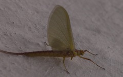 Potamanthus luteus