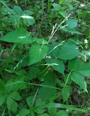 Festuca subverticillata