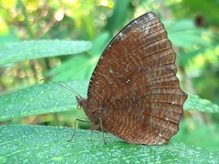 Elymnias hypermnestra hypermnestra