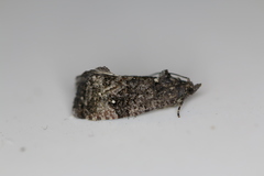 Gymnandrosoma punctidiscanum