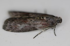 Sciota virgatella