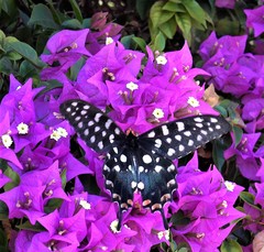 Pharmacophagus antenor