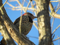 Colaptes auratus auratus