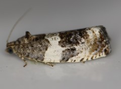 Pseudosciaphila duplex