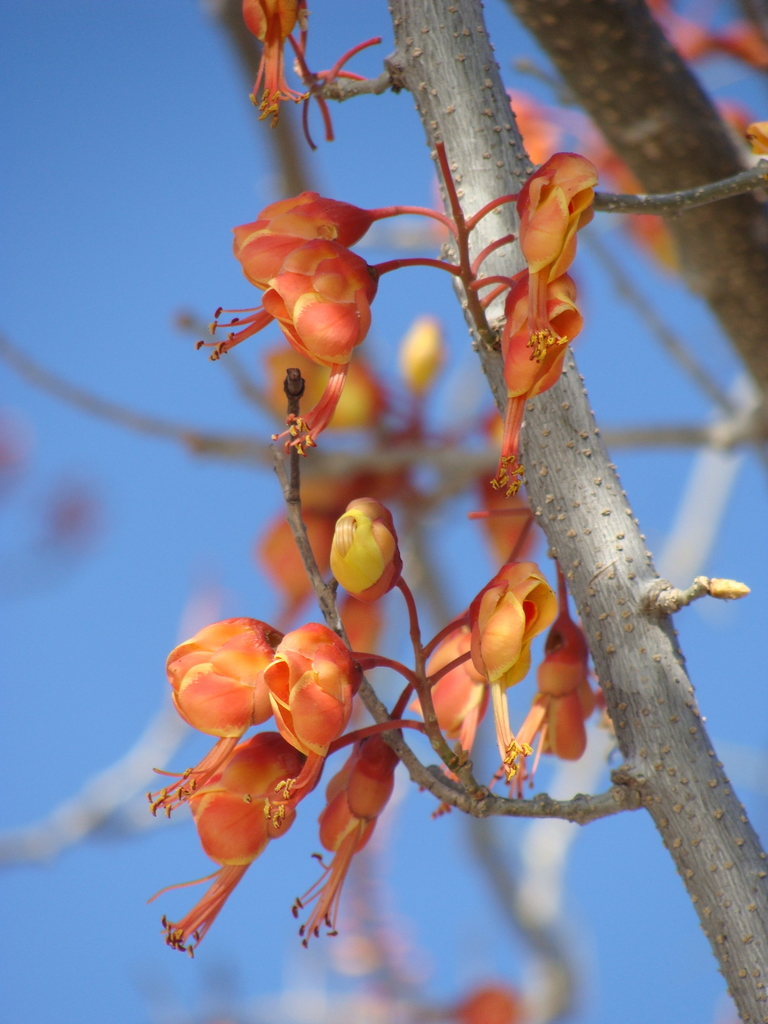 Erythrostemon