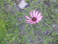 Echinacea tennesseensis