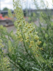 Reseda lutea