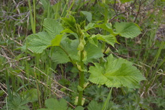 Filipendula camtschatica