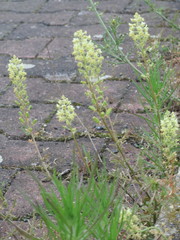 Reseda lutea
