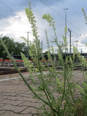 Reseda lutea