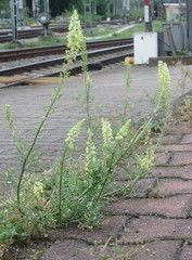 Reseda lutea