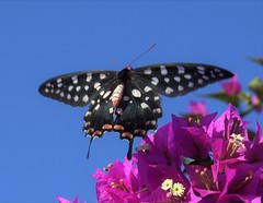 Pharmacophagus antenor