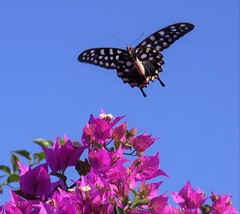 Pharmacophagus antenor