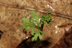 Botrychium matricariifolium