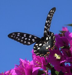 Pharmacophagus antenor