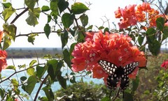 Pharmacophagus antenor