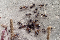 Formica subpolita