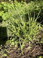 Carex pseudocyperus