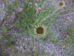 Echinacea tennesseensis