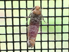 Retinia pallipennis
